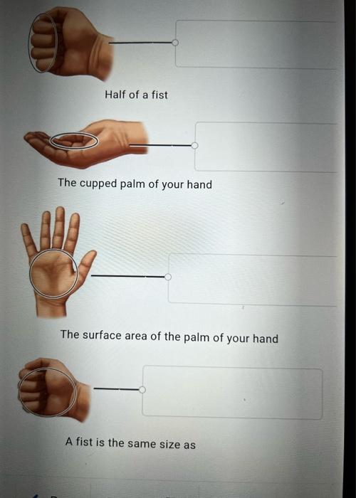 Solved Using familiar objects or the parts of your hand is a