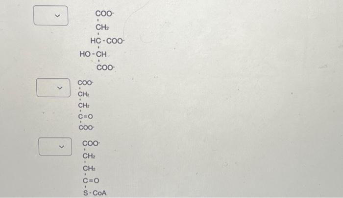 Solved place these molecules in the order they occur in the | Chegg.com