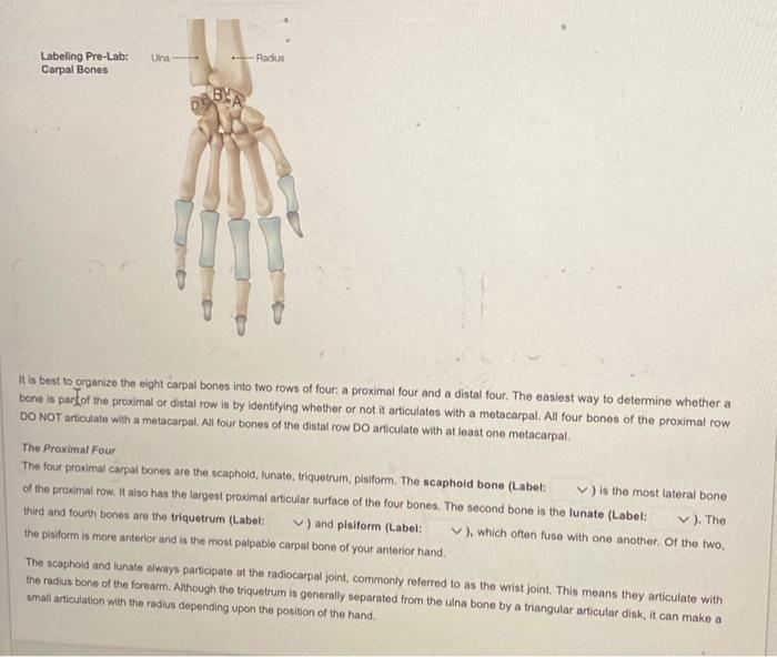 It is best to organize the eight carpal bones into Chegg