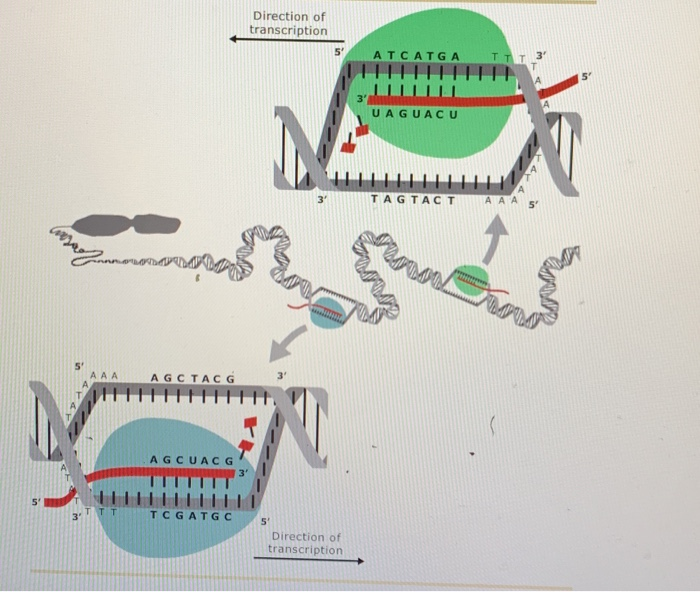 1. Transcribing Genes In The Following Image, Two | Chegg.com