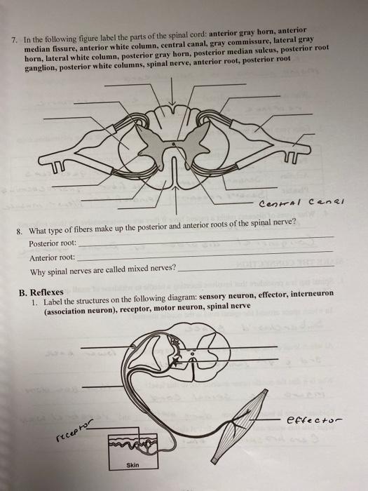 anterior root