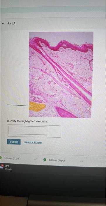 Identify the highlighted structure | Chegg.com