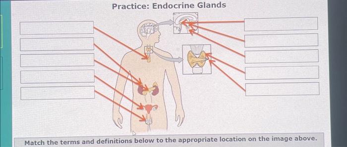 Solved Practice: Endocrine Glands Match the terms and | Chegg.com