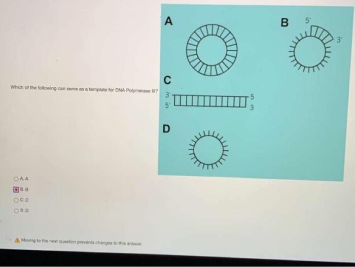 Solved Which of the following can serwe as a template for