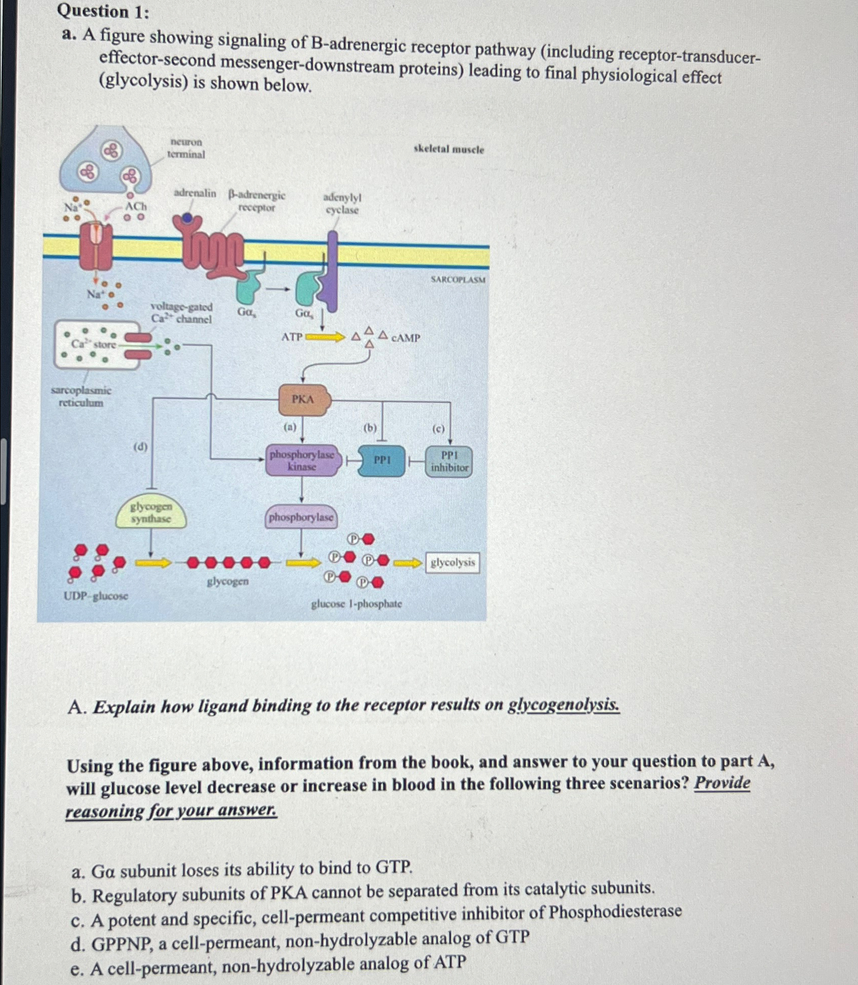 Solved Question 1:a. ﻿A figure showing signaling of | Chegg.com