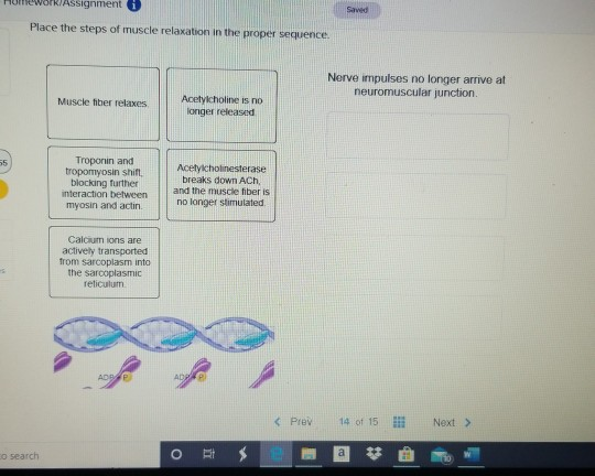 Solved Place the steps of muscle fiber contraction in the | Chegg.com
