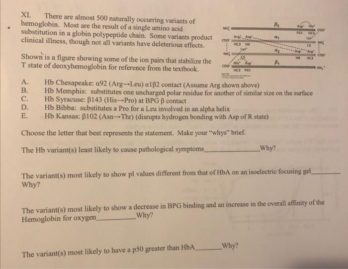XI. There are almost 500 naturally occurring variants of hemoglobin. Most are the result of a single amino acid substitution 