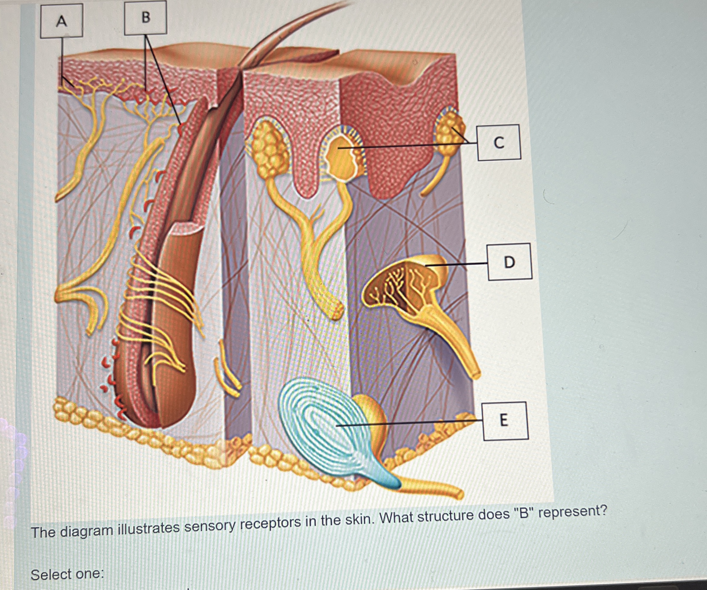 Solved The diagram illustrates sensory receptors in the | Chegg.com