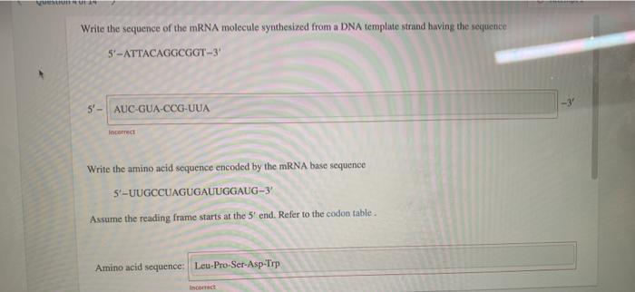 Solved VAN Write the sequence of the mRNA molecule | Chegg.com