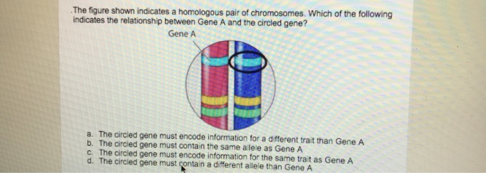 Solved The figure shown indicates a homologous pair of | Chegg.com