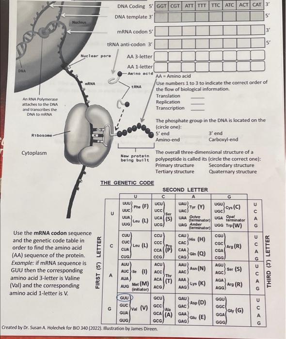 Solved DNA Coding 5GGT CGT ATT TTT TTC ATC ACT CAT 3 DNA | Chegg.com