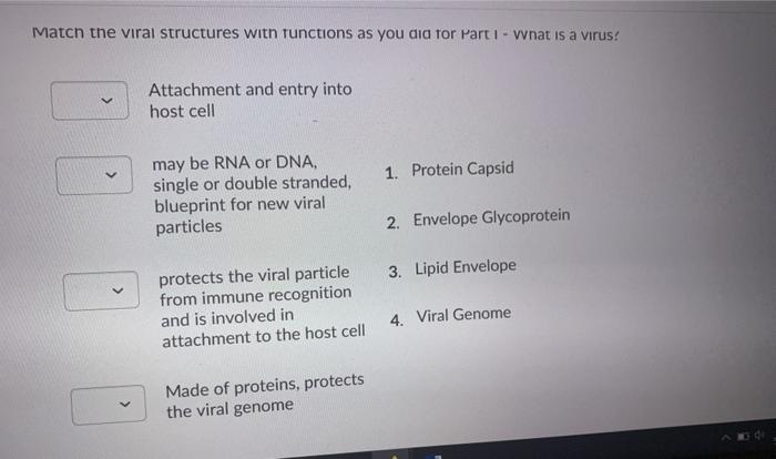 Solved Match the viral structures with functions as you did | Chegg.com