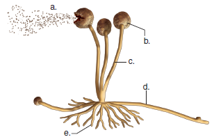 Solved Label This Diagram Of Black Bread Mold Structure And Asexu Chegg Com