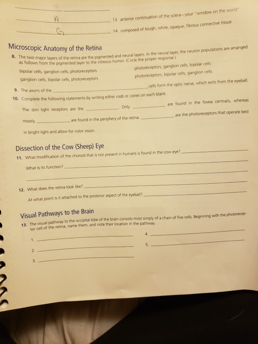 Solved 13 Anterior Continuation Of The Sclera Your Wind Chegg Com