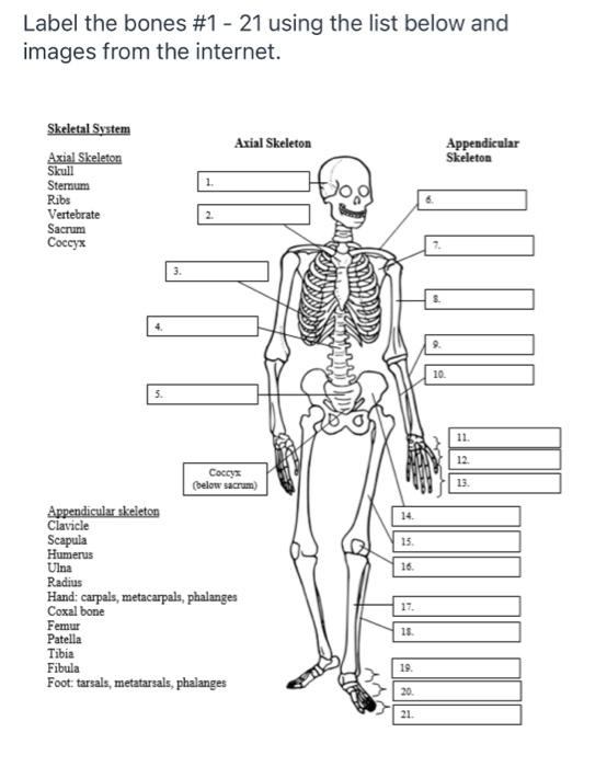 Solved Label The Bones 1 21 Using The List Below And Chegg Com