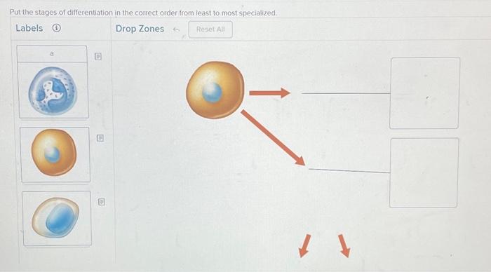 Put the stages of differentiation in the correct | Chegg.com
