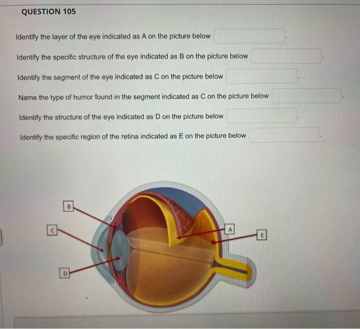 Identify the layer of the eye indicated as A on the picture below
Identify the specific structure of the eye indicated as B o