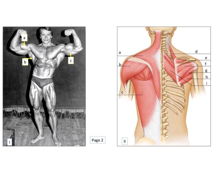 Solved 1. Using the photos on Page 1 identify the muscles | Chegg.com