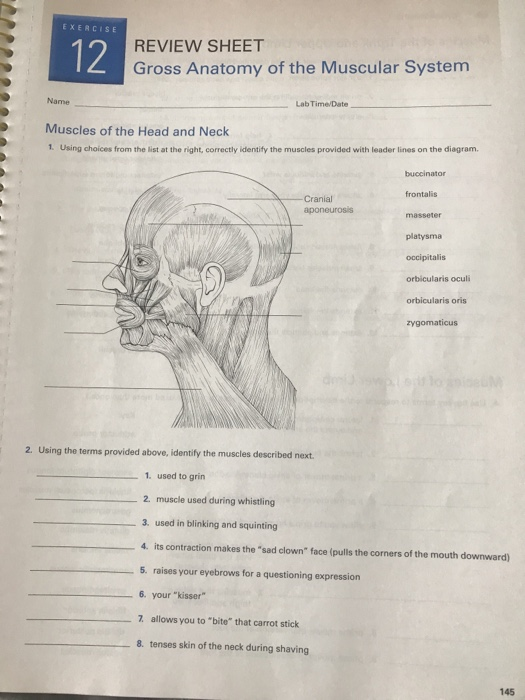 Gross Anatomy Of The Muscular System Exercise Review Sheet Pages