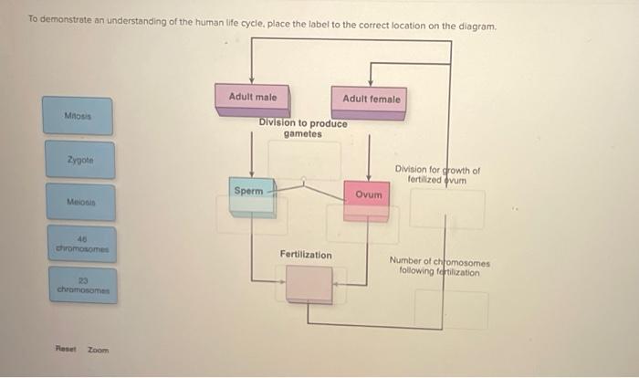 Solved To demonstrate an understanding of the human life | Chegg.com ...