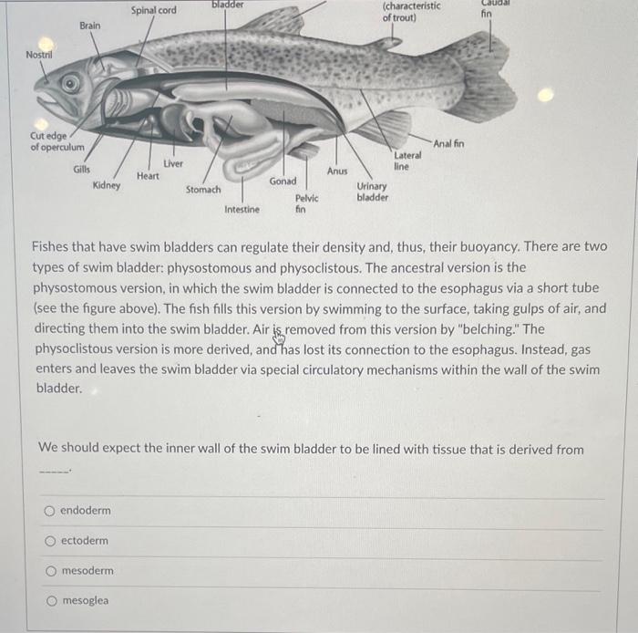 Solved Fishes that have swim bladders can regulate their
