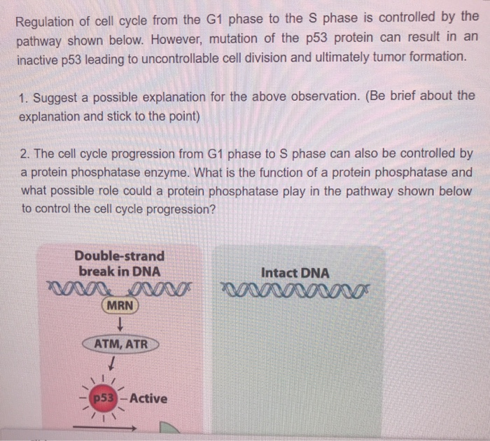 Solved Regulation of cell cycle from the G1 phase to the S | Chegg.com