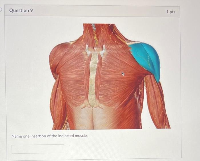 Solved Name the indicated muscle Name the indicatea | Chegg.com