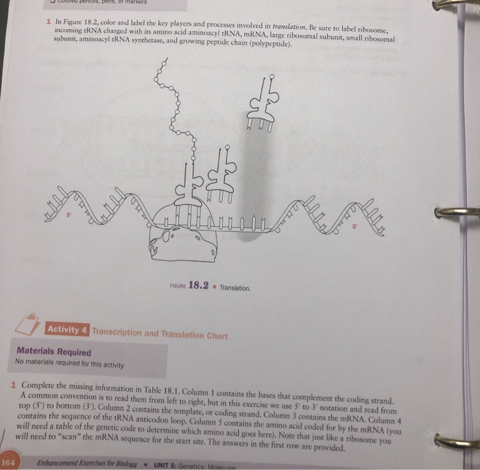 Featured image of post View 19 Transcription And Translation Diagram Labeled Answer Key