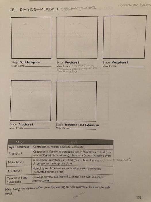 Draw and Label - Lab onion root tips slides** I will | Chegg.com