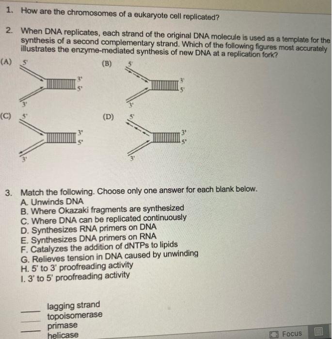 [Solved]: 1. How are the chromosomes of a eukaryote cell re