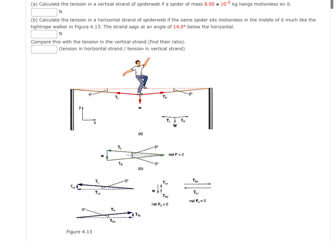 Solved (a) ﻿Calculate the tension in a vertical strand of | Chegg.com
