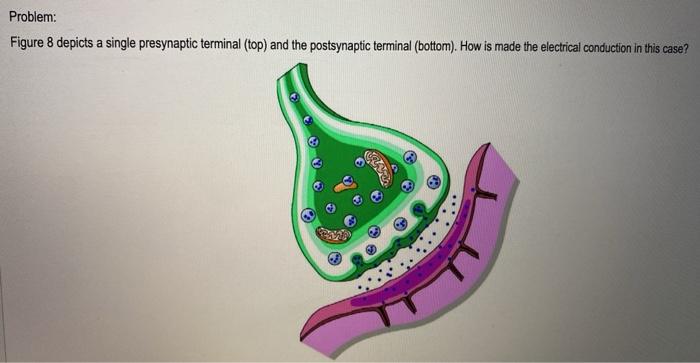 Solved Problem: Figure 8 depicts a single presynaptic | Chegg.com