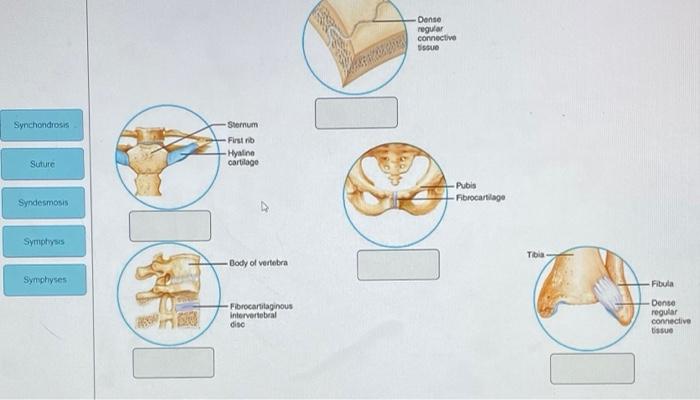Solved Danse regular connective Issue Synchondrosis Sternum | Chegg.com