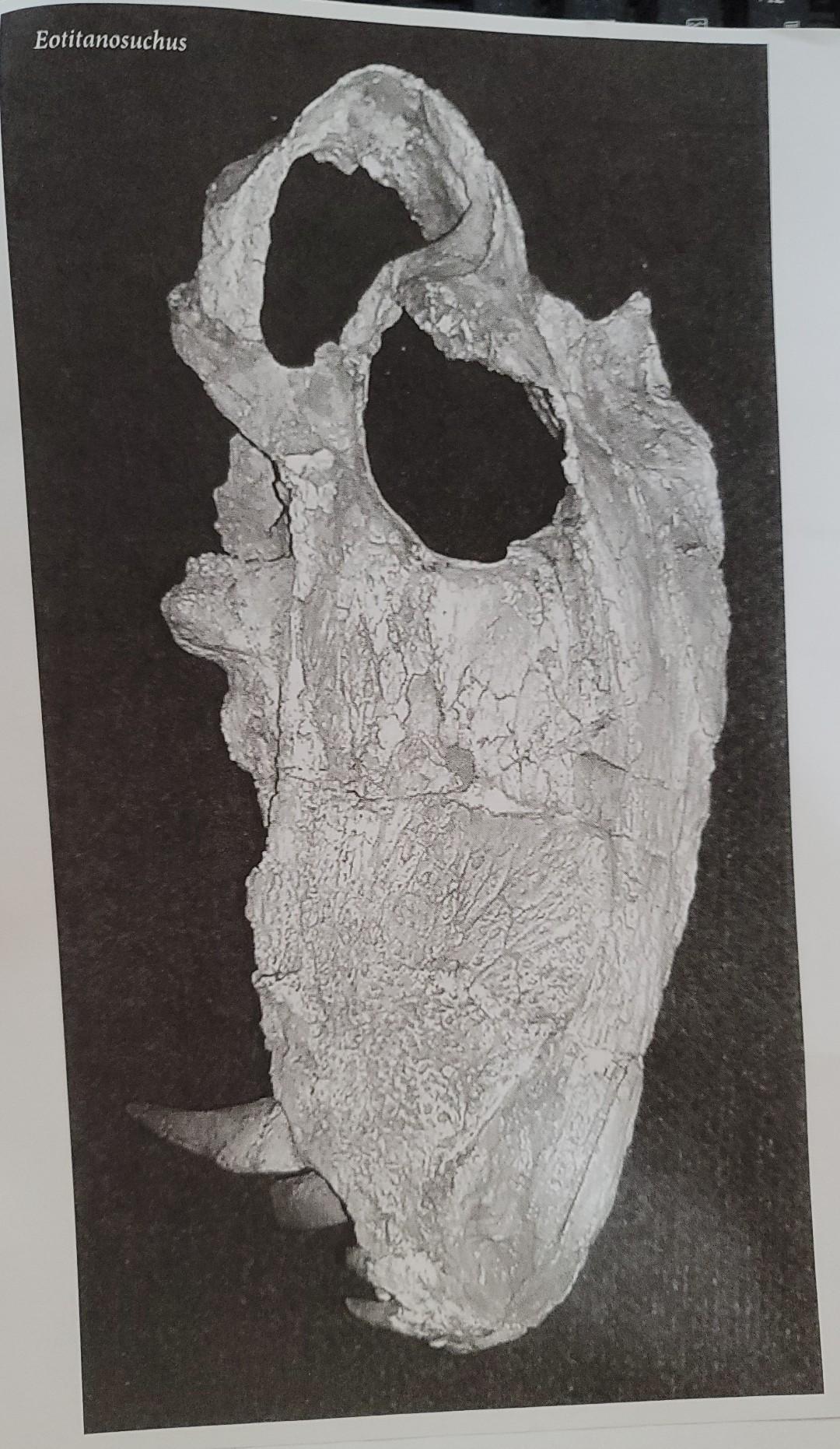 Solved There is a replica skeleton of a juvenile Dimetrodon | Chegg.com