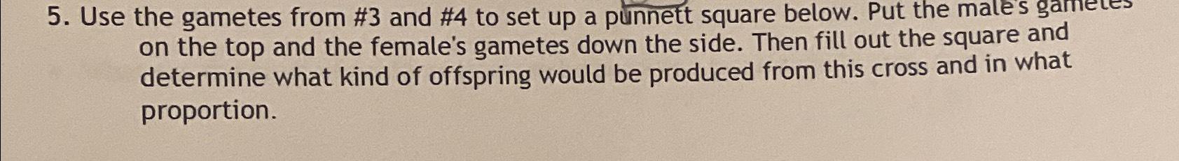 Solved Use the gametes from #3 ﻿and #4 ﻿to set up a punnett | Chegg.com