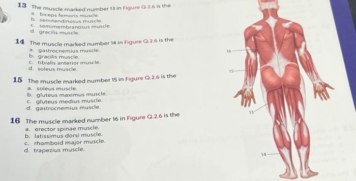 Solved 13 The muscle marked number 13 in Figure Q.2.6 is | Chegg.com
