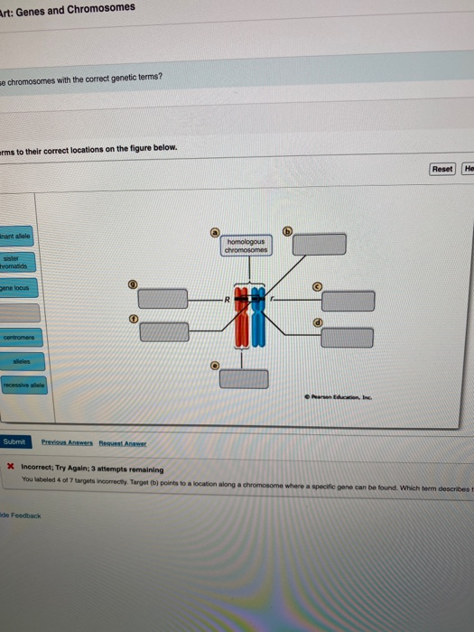 Solved Art: Genes and Chromosomes se chromosomes with the | Chegg.com