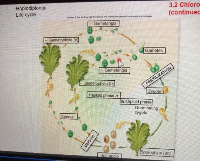 Solved Haplodiplontic Life cycle 3.2 Chloro (continued Dear | Chegg.com