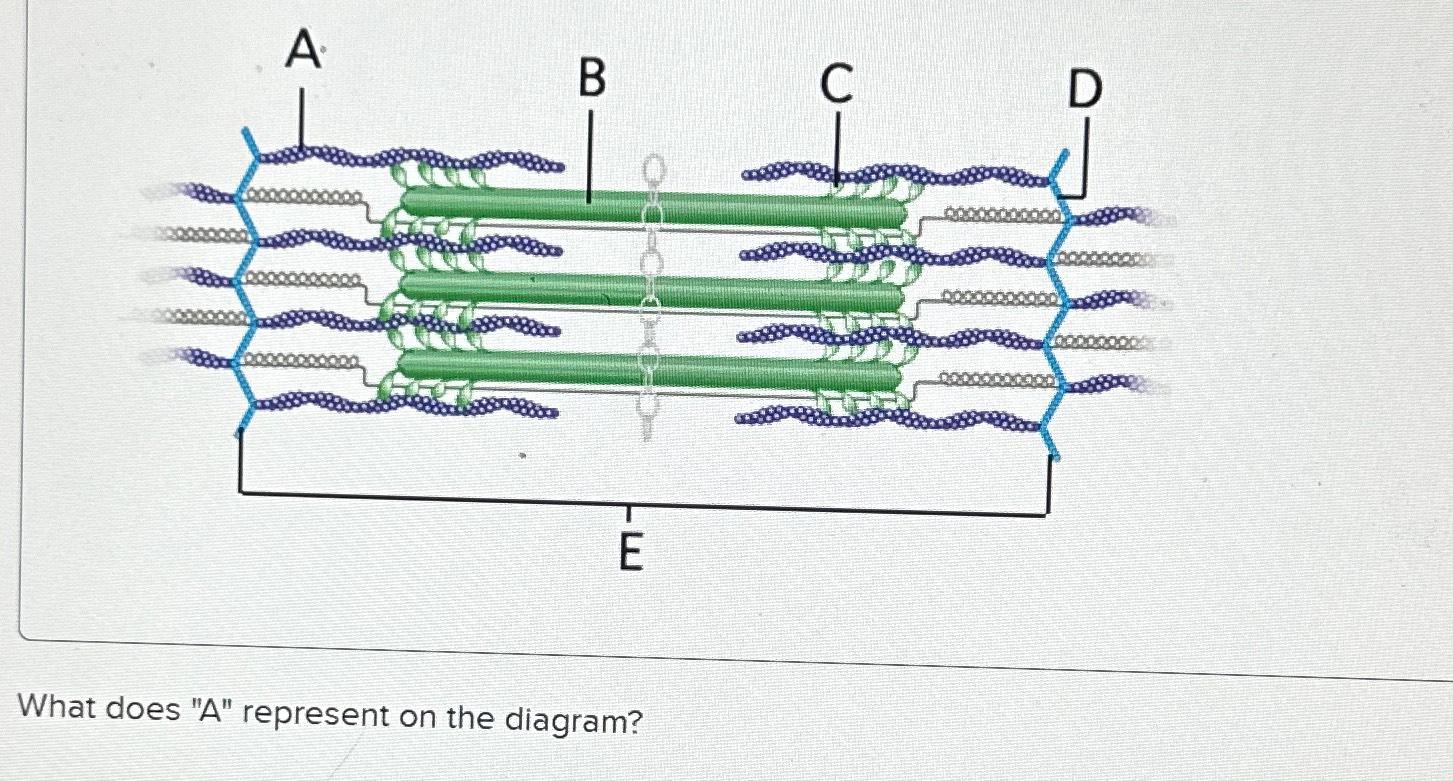 solved-what-does-a-represent-on-the-diagram-chegg