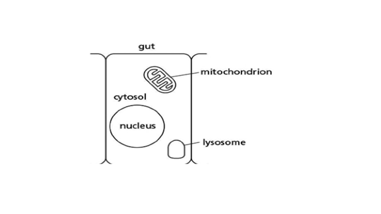 Solved Figure below represents a cell lining the gut. Please | Chegg.com