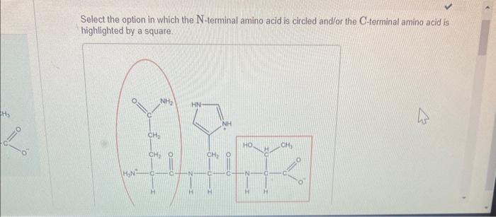 Solved Select the option in which the N-terminal amino acid | Chegg.com