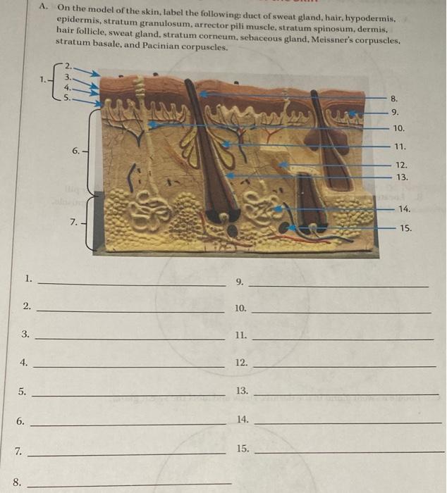 Solved A. On the model of the skin, label the following: | Chegg.com