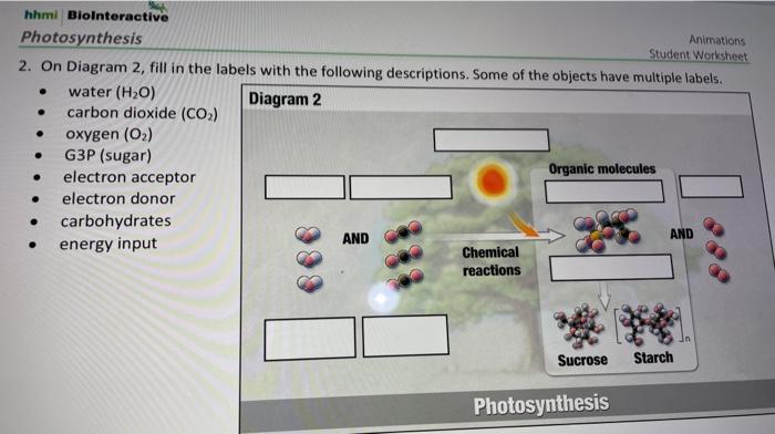 hhmi-biointeractive-photosynthesis-worksheet-answers-goimages-domain