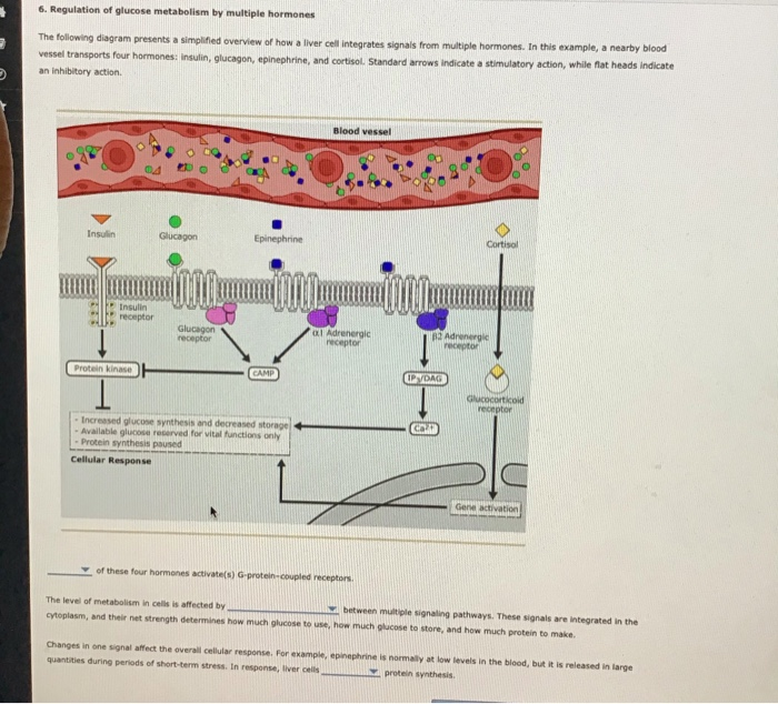 Solved 6. Regulation of glucose metabolism by multiple | Chegg.com