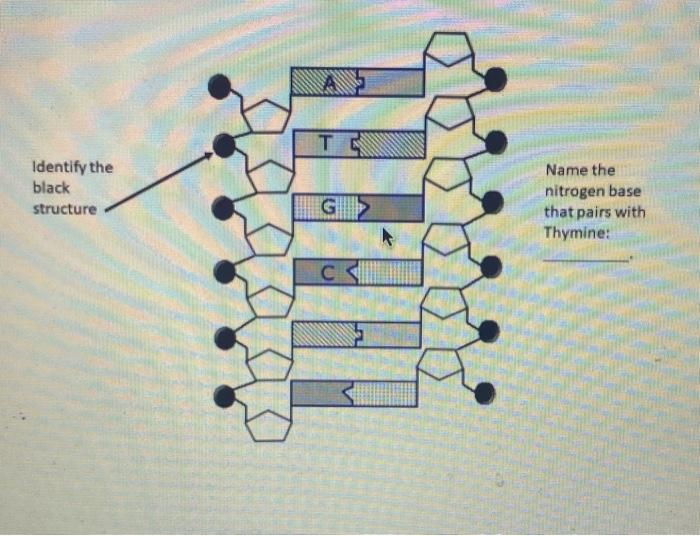 Solved T Identify the black structure G G Name the nitrogen | Chegg.com