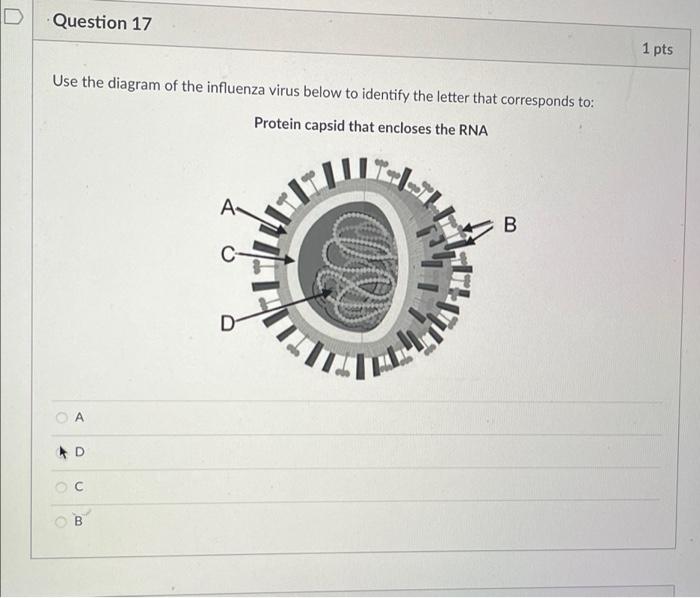 Solved D Question 17 Use the diagram of the influenza virus | Chegg.com