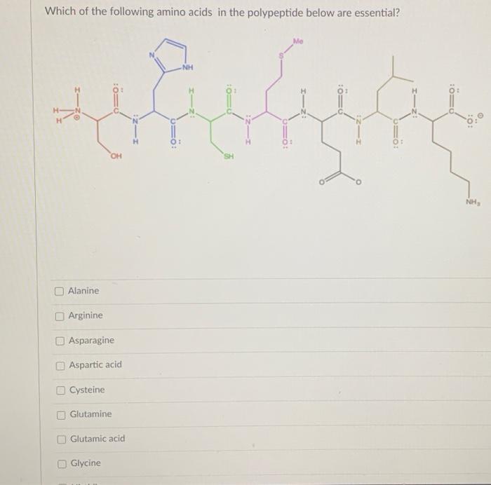 Solved Which of the following amino acids in the polypeptide | Chegg.com