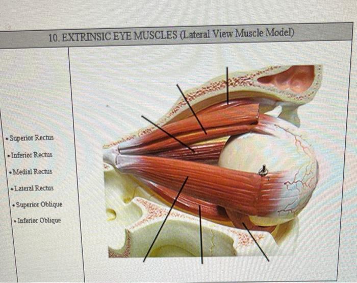 eye muscles model labeled