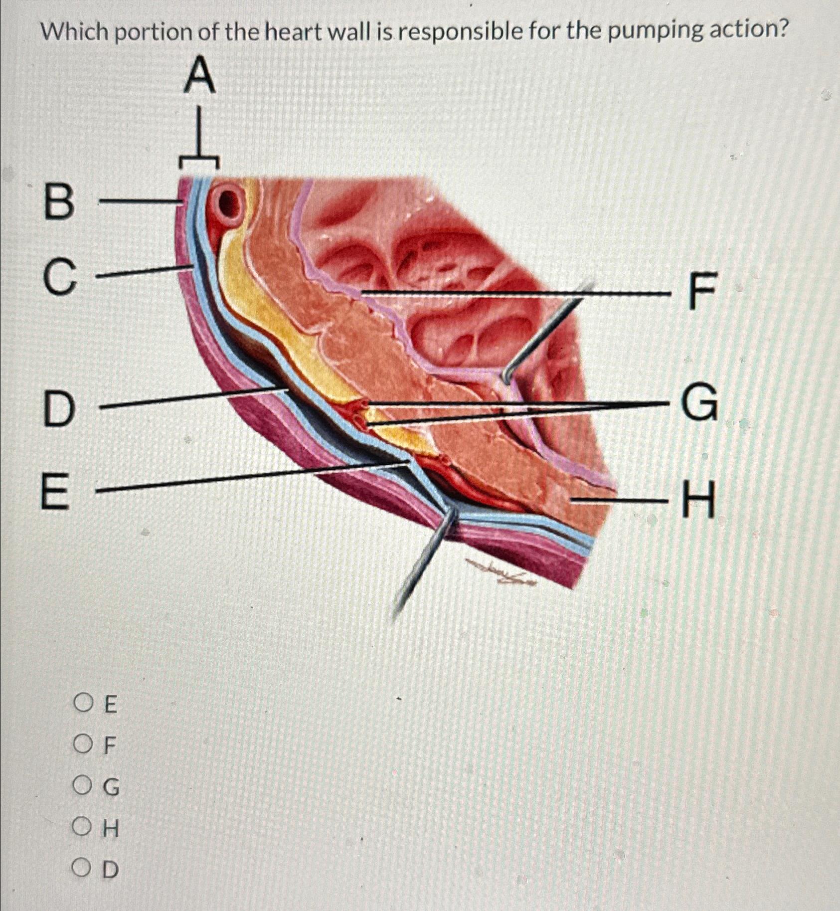 Solved Which portion of the heart wall is responsible for | Chegg.com