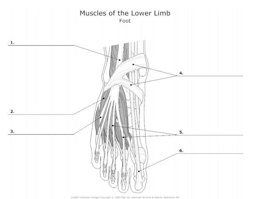 Muscles Of The Lower Limb Foot 1 2 3 5 Dart Chegg Com